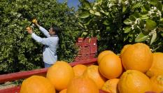 Recogida de naranja en Valencia.