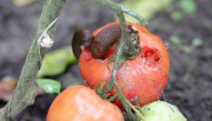 Ejemplares de babosa española, devorando un tomate en un huerto ('Arion lusitanicus').