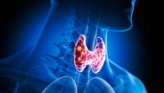 Ilustración de una glándula tiroidea.