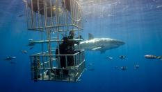 Ejemplar de gran tiburón blanco ('Carcharodon Carcharias') siendo filmado en aguas cercanas a la isla de Guadalupe, (México), en una imagen de archivo.