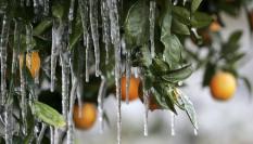 Imagen de archivo de un naranjo sufriendo los efectos de una helada.