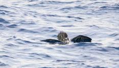 Una pardela en el mar