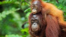 Orangutanes Pongo