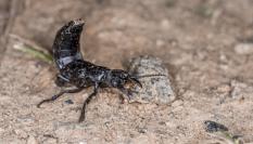 Imagen de archivo de un ejemplar de escarabajo errante o de la podredumbre ('Devil's Coach Horse'), en posición defensiva, en un bosque bávaro (Alemania).