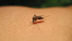 Imagen de archivo de un mosquito.