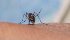 Imagen de archivo de un mosquito Aedes.