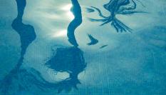 Imagen de archivo del reflejo de unas palmeras en el agua de una piscina.