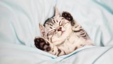 Un gatito durmiendo.