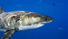 Imagen de archivo de un ejemplar de gran tiburón blanco.