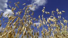 Imagen de archivo de cultivos de avena.