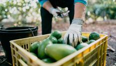 Imagen de archivo de recolección de aguacates en un campo de Vélez-Málaga (Andalucía).