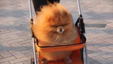 Imagen de archivo de un perro en un carrito para mascotas.