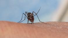 Mosquito del virus del Nilo