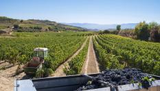 Imagen de archivo de viñedos en Álava.