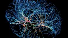 Ilustración de una red de conexión neuronal.