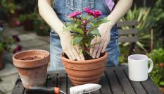 Una mujer practicando horticultura.