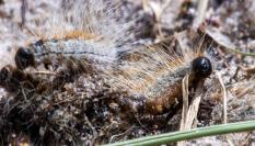 Imagen de archivo de orugas procesionaria.