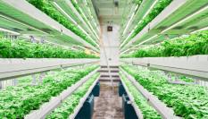 Imagen de archivo de un cultivo hidropónico en vertical.