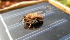 Imagen de archivo de una abeja posada sobre una panel solar.