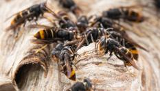 Varias avispas, en una imagen de archivo