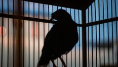 Foto de archivo de un pájaro en una jaula.