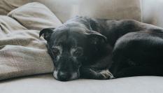 Un perro enfermo y decaido.