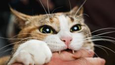 Un gato muerde a su dueño.