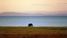 Un elefante recorre una orilla del lago Kariba.