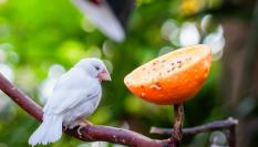 Un Pinzón bengalí blanco se alimenta de un fruto en los bosques de Canadá.