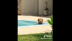 Foto del tiktok de @goldenretrivier1
