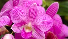 Imagen de archivo de un plano detalle de una orquídea.