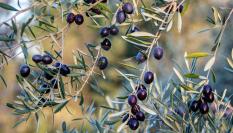 Olivas negras de un olivo