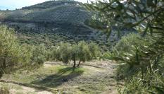 Imagen de archivo de olivares en Jaén (Andalucía).