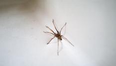 Una araña de patas largas escala una pared.