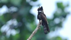 Un ejemplar de chotacabras orejudo o chotacabra orejuda grande ('Lyncornis macrotis').