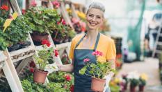 El truco para cuidar los geranios en invierno