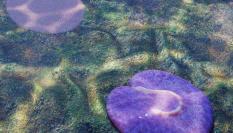 Recreación digital del fósil 'Quaestio simpsonorum', animal marino apodado la 'roomba submarina'.