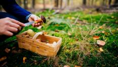 Imagen de archivo de una persona recogiendo setas.