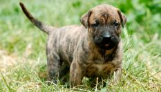 Presa Canario es una de las razas de perro autóctonas en las islas Canarias