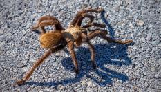 Una tarántula, en una imagen de archivo