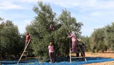 Recogida de la aceituna para elaborar aceite de oliva en Manisa (Turquía).