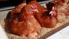 Imagen de archivo de varias gallinas ponedoras.