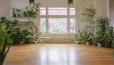 Imagen de un estudio vacío con plantas.