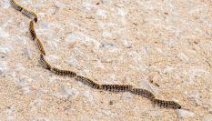 Oruga procesionaria.