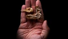 Los restos esqueléticos de Navaornis hestiae, un pájaro del tamaño de un estornino que vivió hace 80 millones de años durante el Período Cretácico en lo que hoy es Brasil.