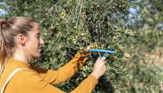 Una joven agricultora recoge aceitunas en un olivar español.