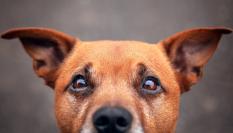 El Gobierno de Ayuso levanta el veto a cortar orejas y rabo a los perros de caza