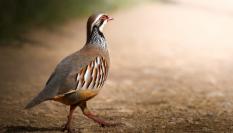 Imagen de archivo de una perdiz.