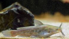 Un siluro enano, en una imagen de archivo