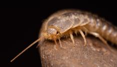 Imagen de archivo de un ejemplar de pececillo de la plata ('Lepisma saccharina').